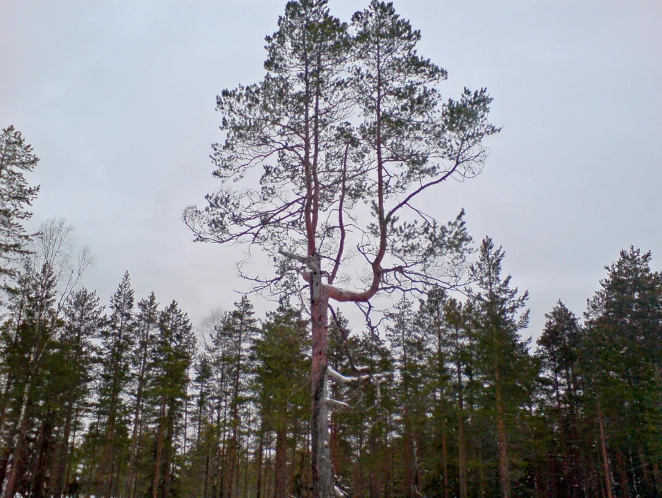 En hög, gammal tall med spretiga grenar reser sig över granskogen